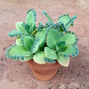 Mother of Ten Thousand Plants -2-inch Pot Kalanchoe Daigremontiana Mexican Hat Plant, a succulent that grows new plants on its leaves - easy to reproduce, making it an excellent gift for plant enthusiasts
